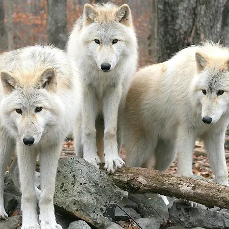 Aux 3 Loups Appartement Châtenois Kamer foto