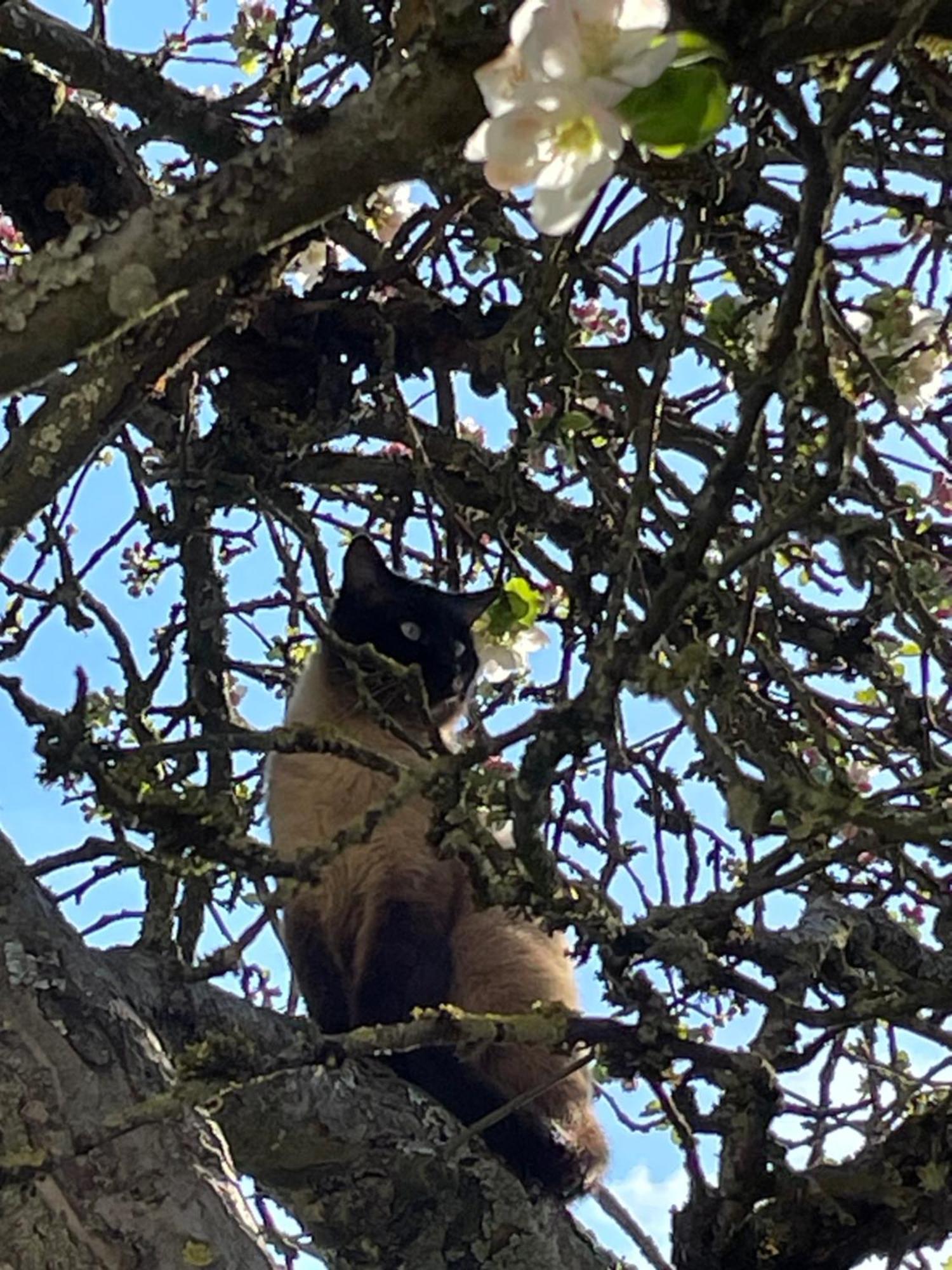 Aux 3 Loups Appartement Châtenois