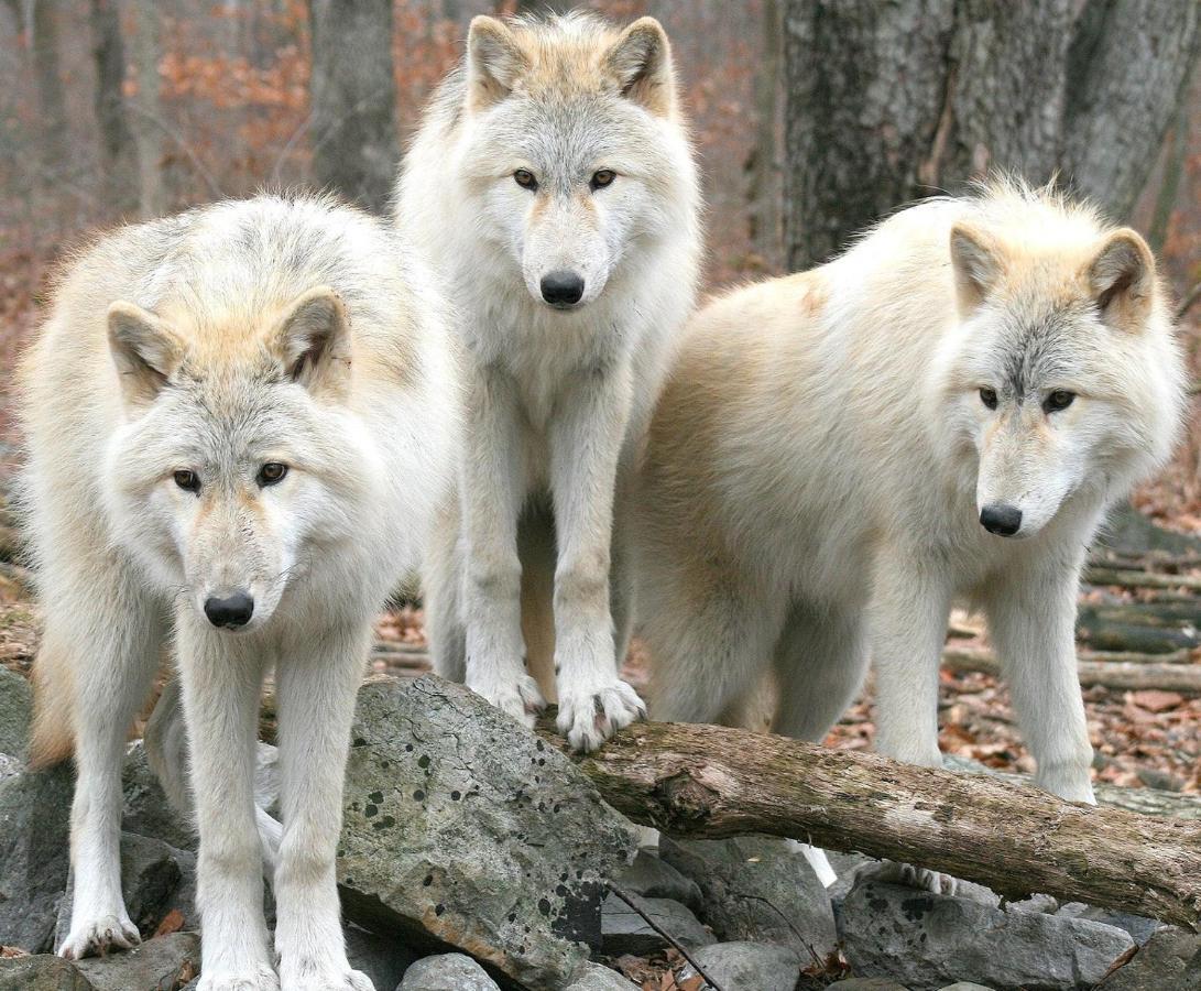 Apartment Aux 3 Loups *